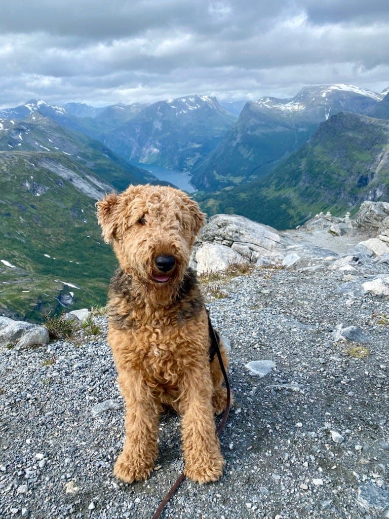 Airedale terrier hann