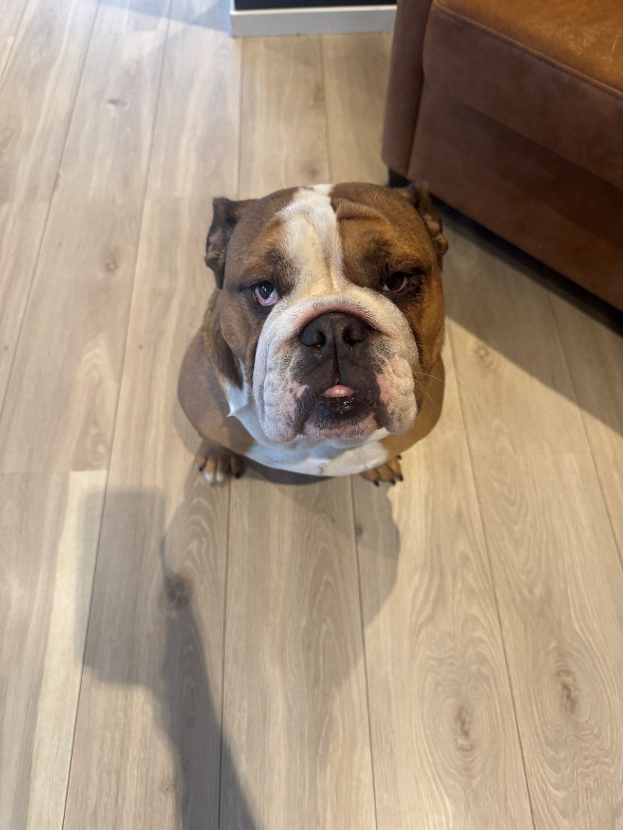 Engelsk bulldog søker nytt hjem