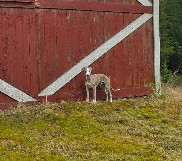 Vakker Whippet ❤️