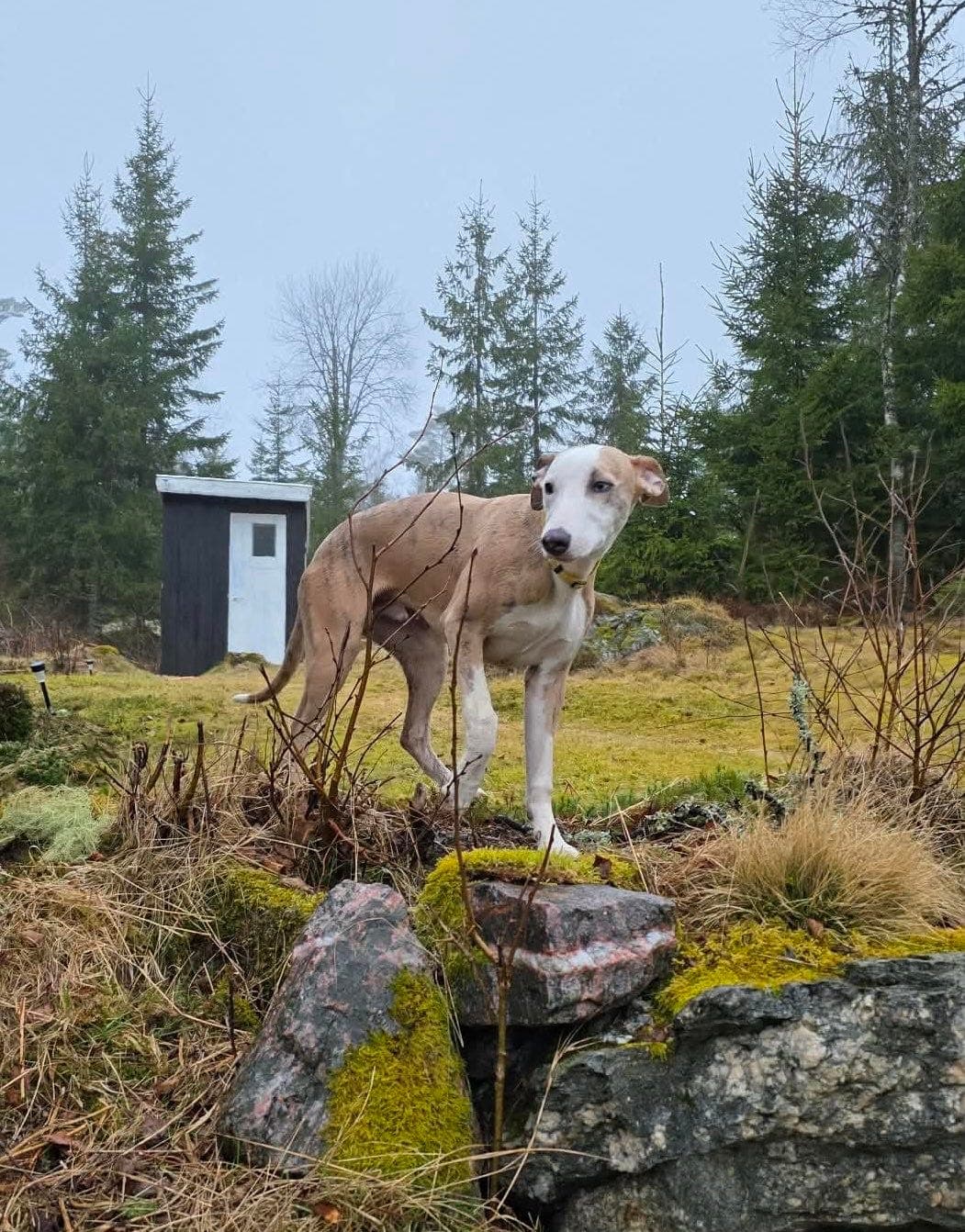 Nydelig Whippet ❤️