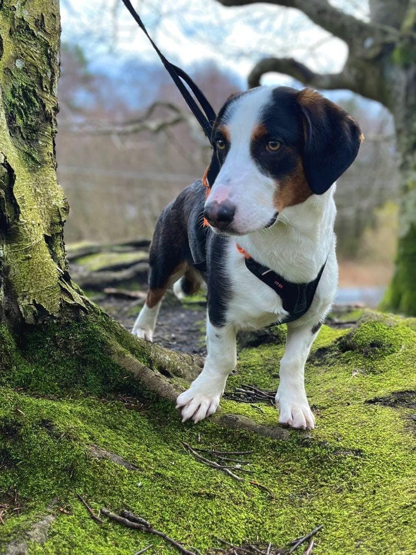 Innjaget drever unghund