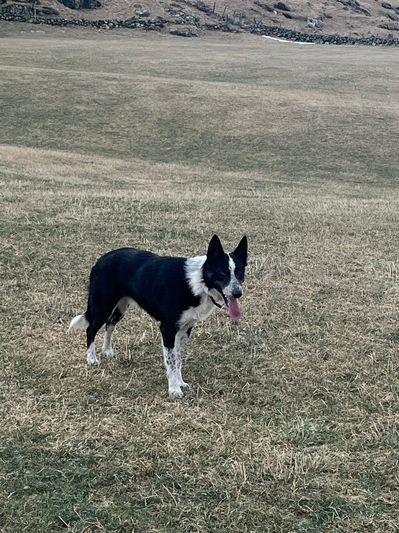Border collie, hannhund 1 år