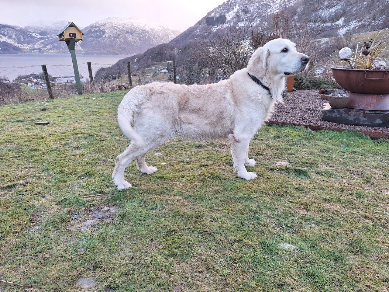 Kjempesnill 6 År Gammel Golden Retriever Tispe Selges