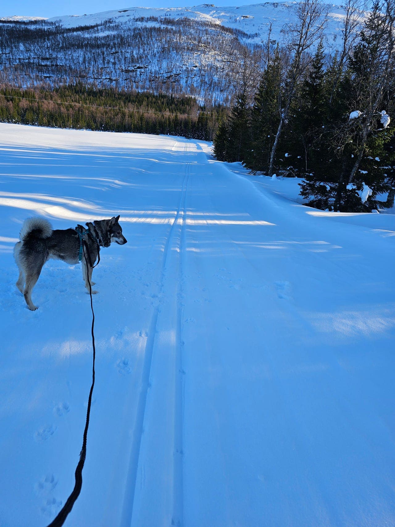 Jämthund/Elghund/Løshund