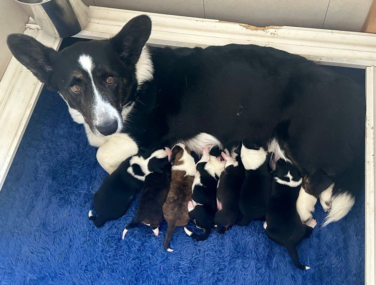 Welsh Corgi Cardigan valper