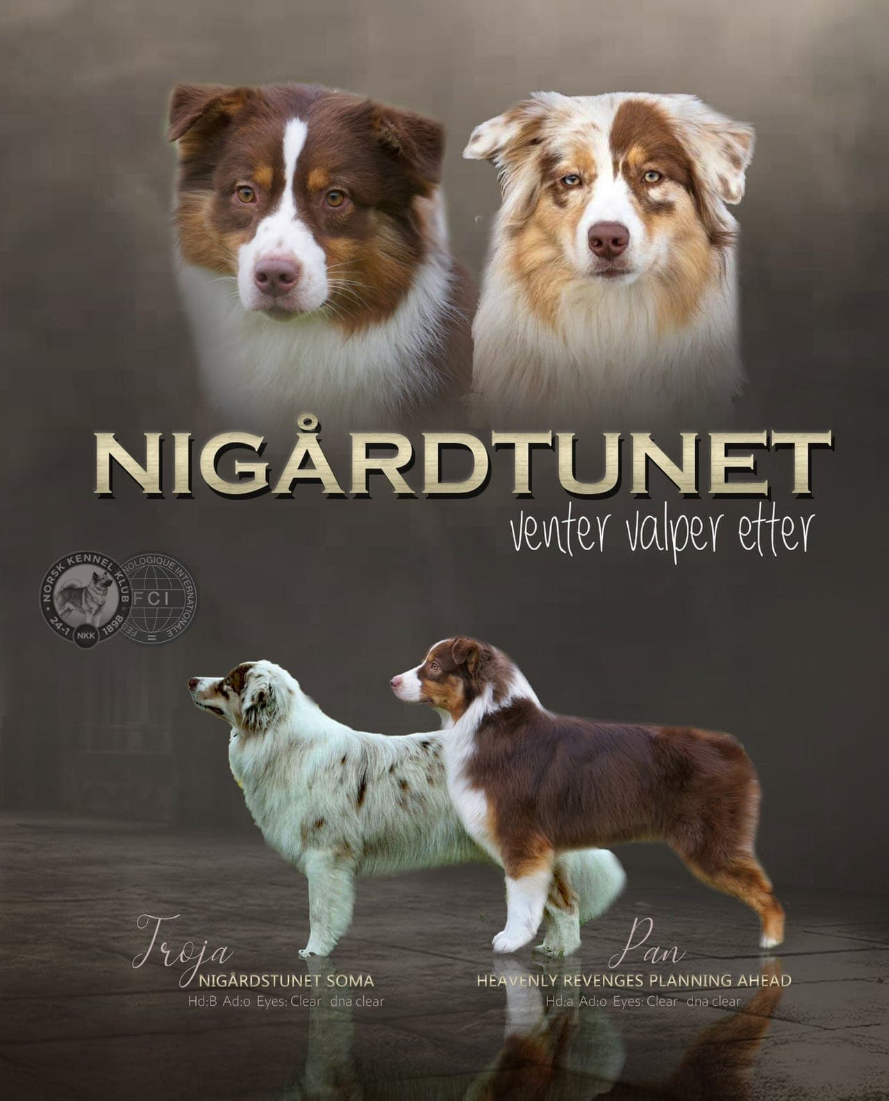 Australian shepherd tispevalper for salg