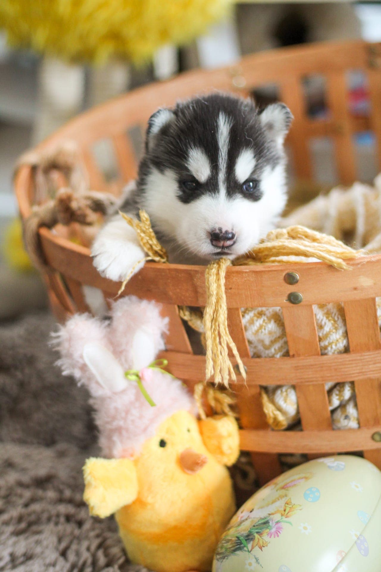 Siberian Husky tispevalp