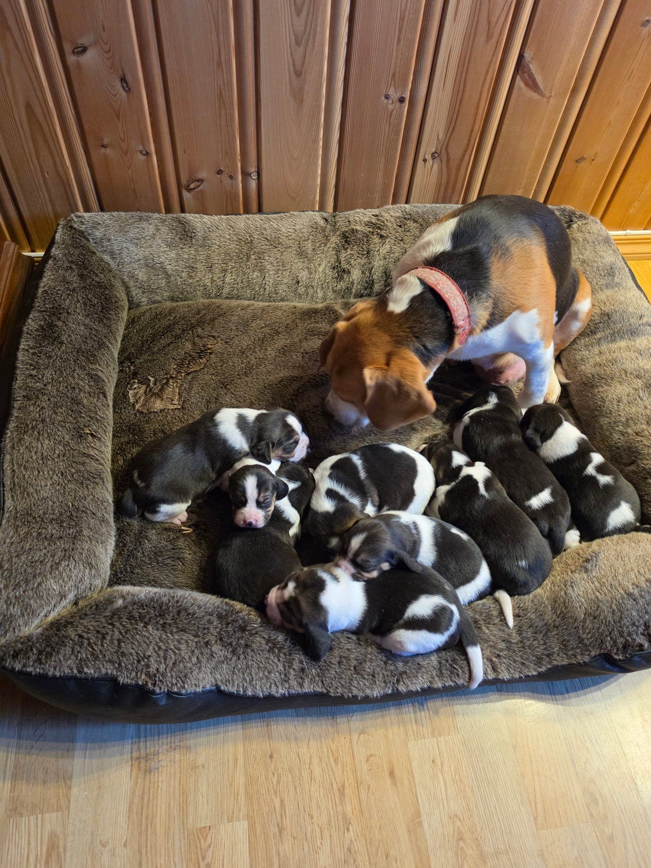 Beaglevalper.