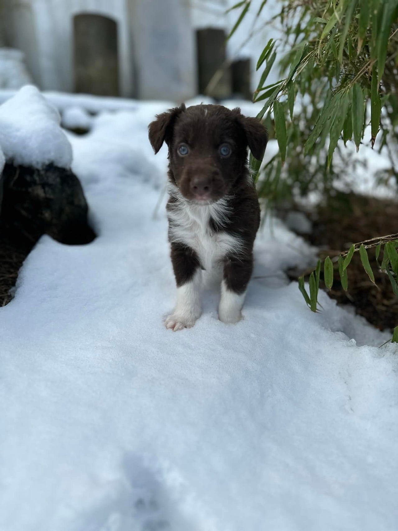 Border collie valp selges