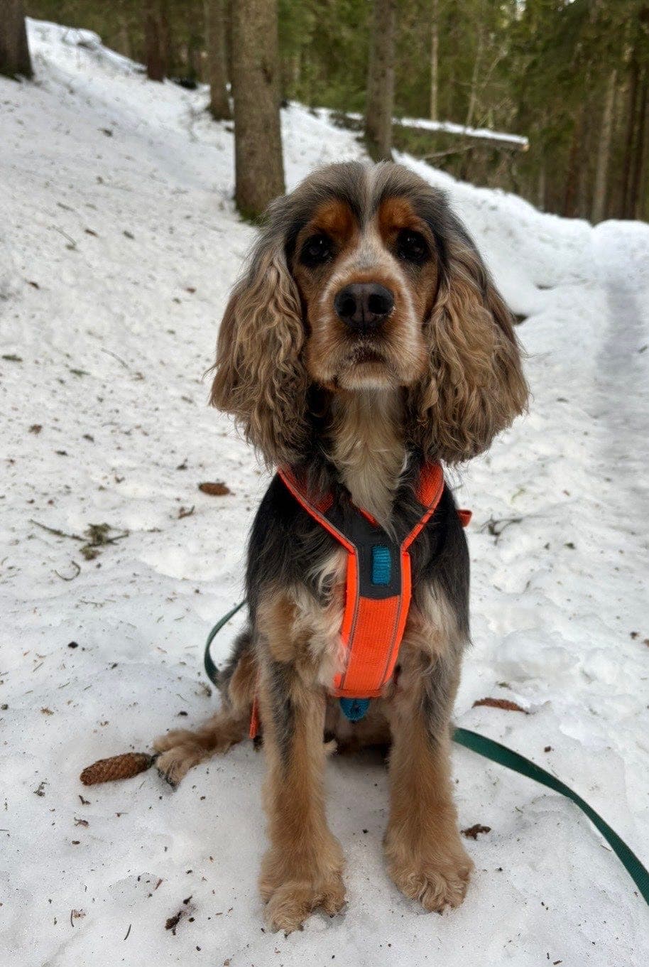 Engelsk Cocker Spaniel valper – planlagt kull, fokus på trygge og kjærlige hjem