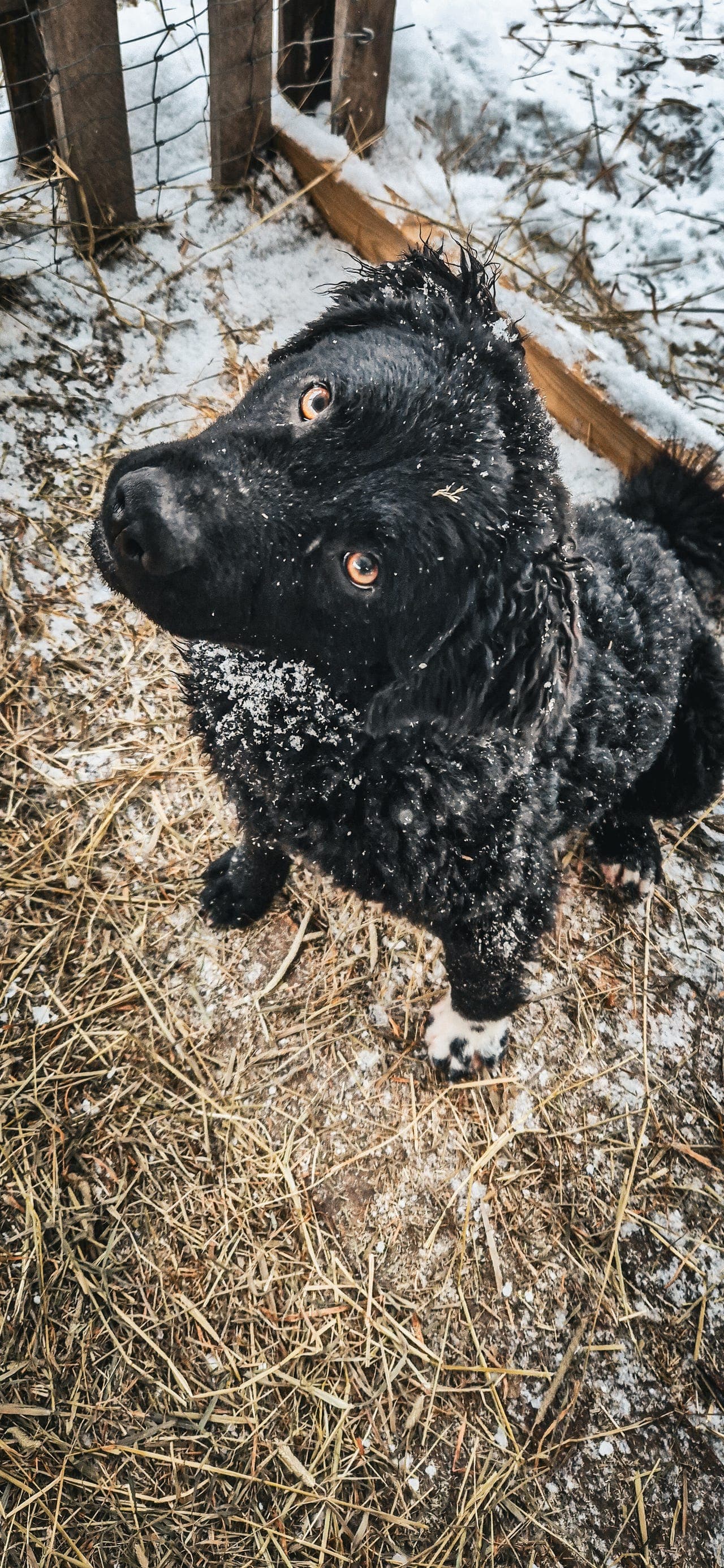 Unik ungtispe vurderes solgt