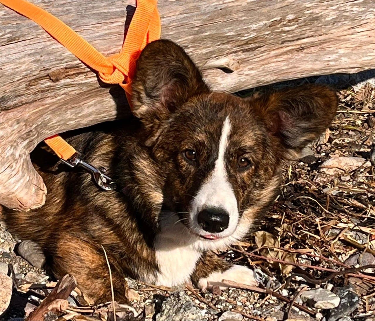 *** Meget vakker Welsh Corgi Cardigan tispe vurderes solgt ***