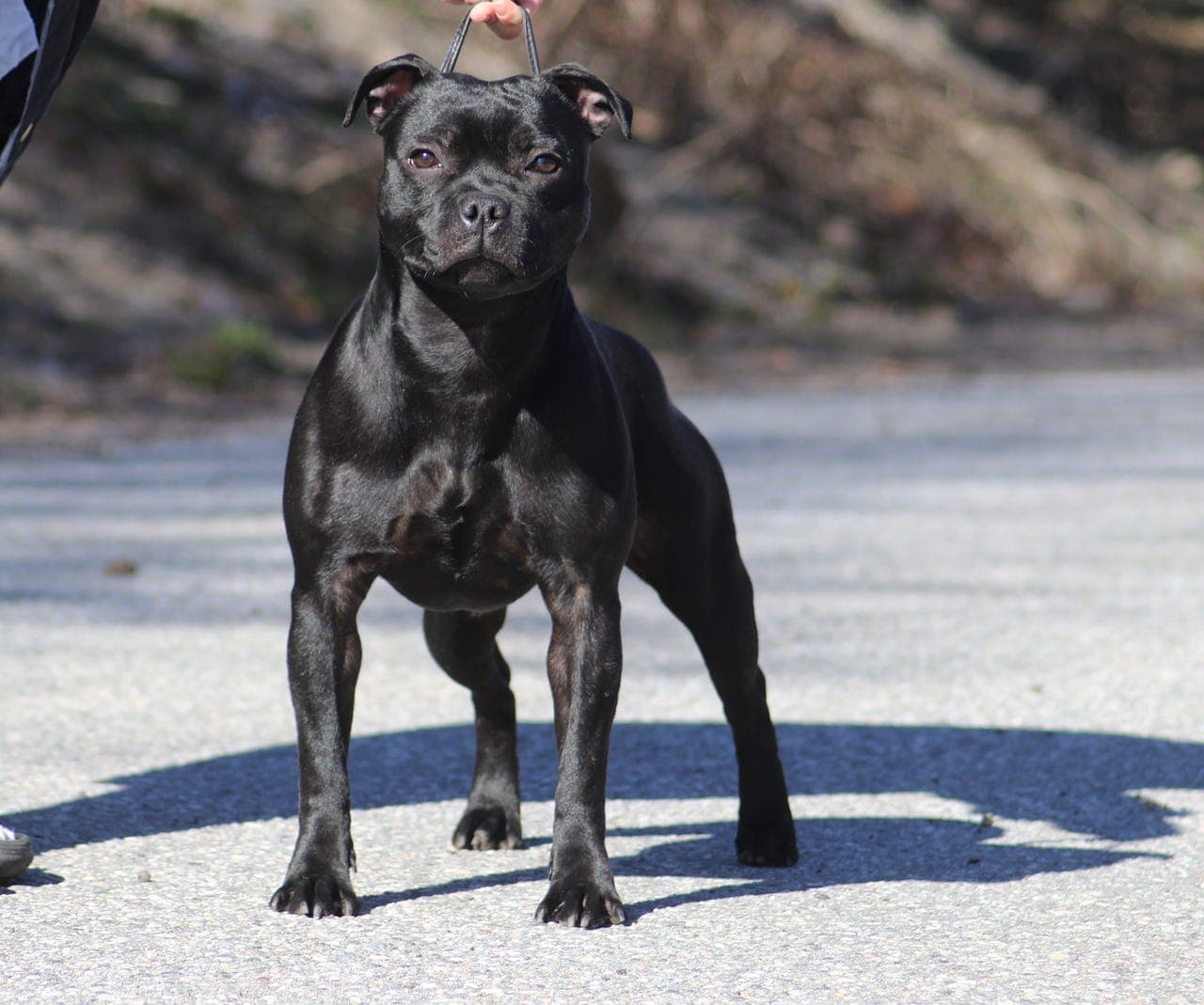 Staffordshire Bullterrier tispe søker forvert