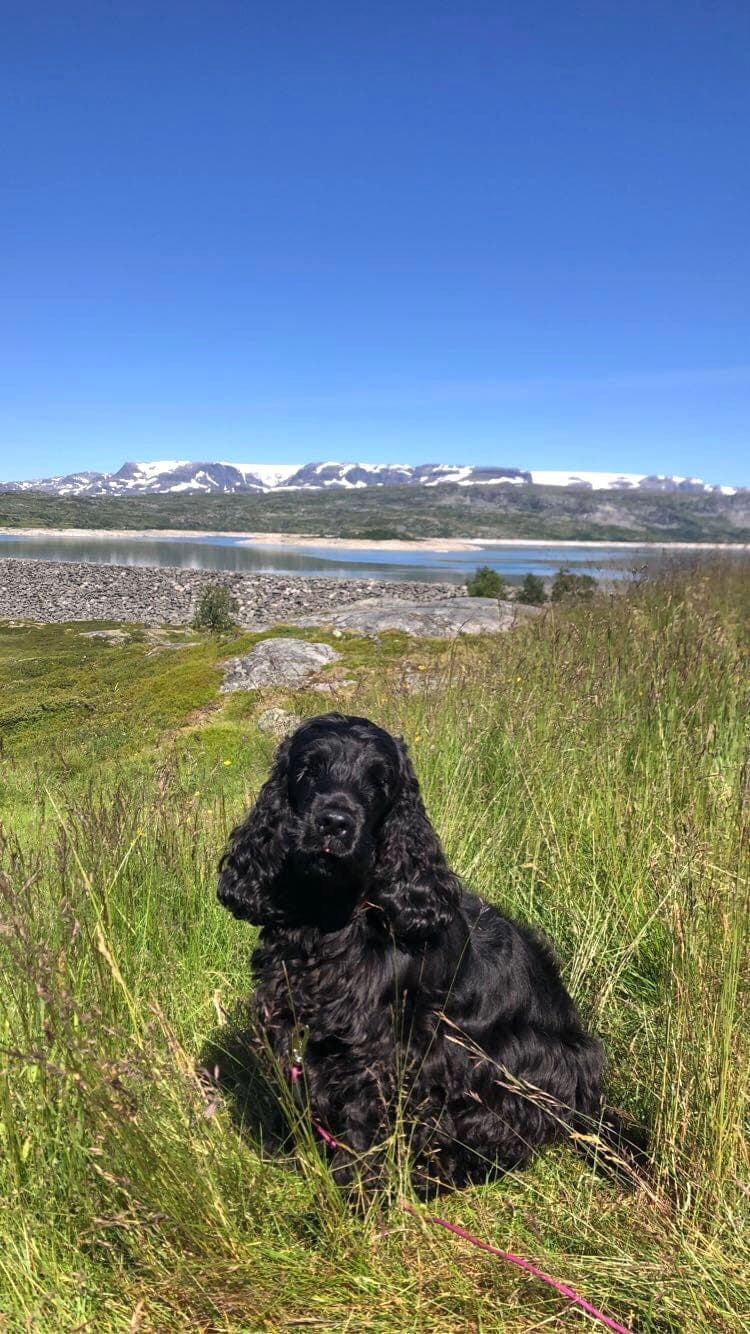 Nydelig engelsk cockerspaniel