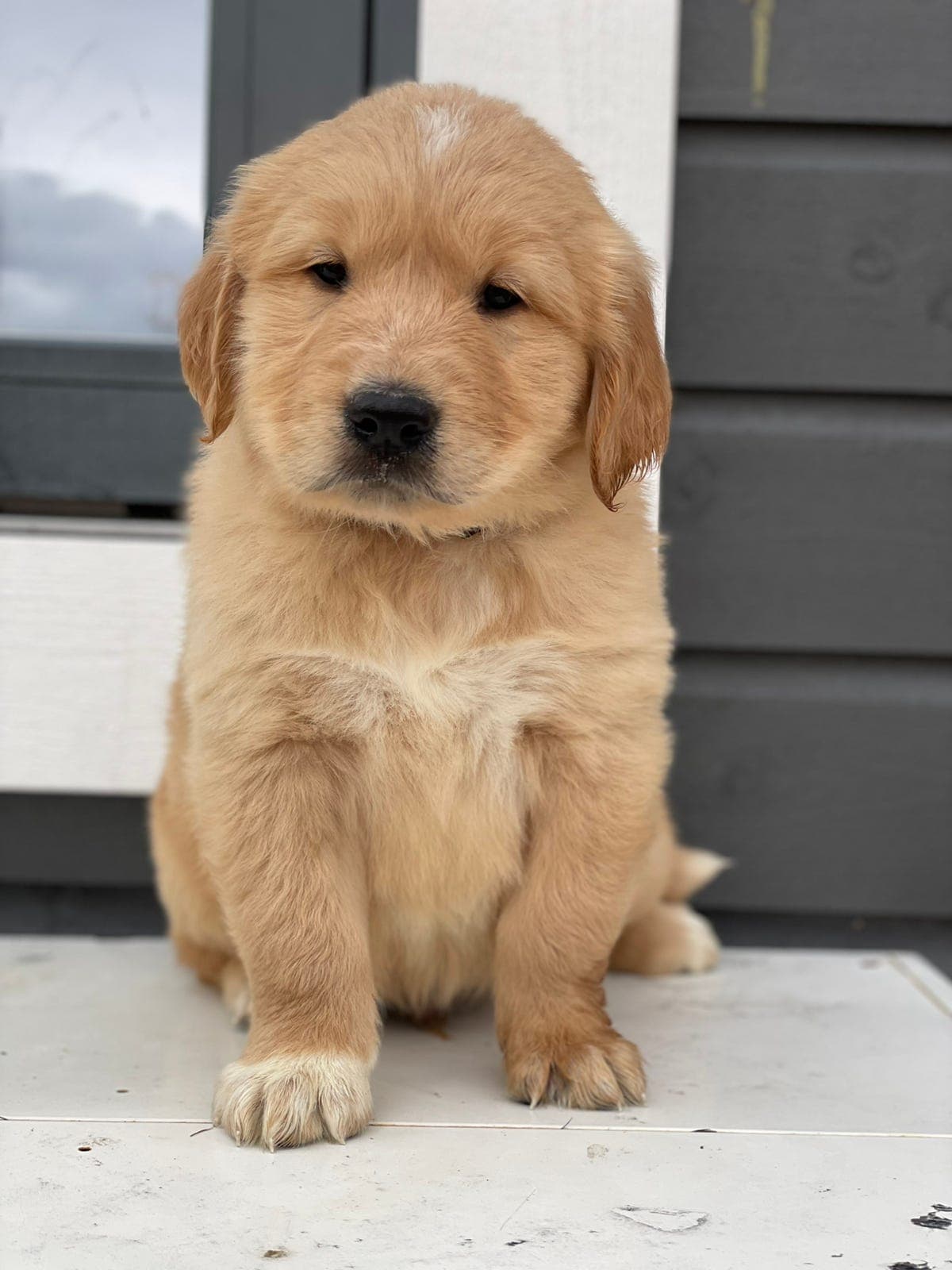 Leveringsklar 🌼 Golden retriever valp