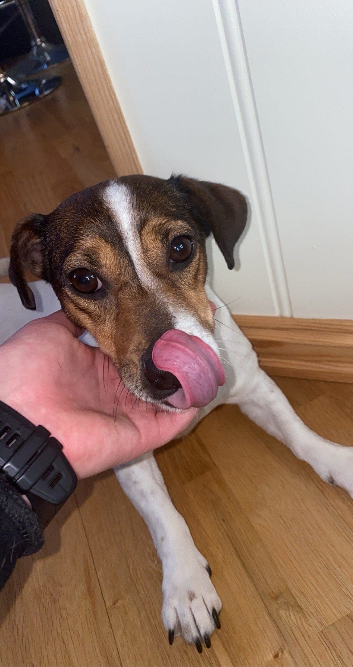 Jack Russell Terrier tispe gis bort