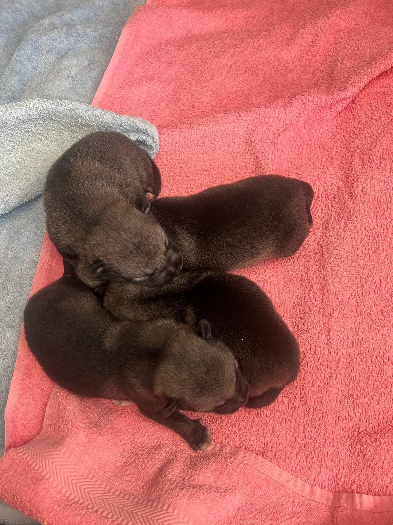 Jamthundhvalper til salgs, tre hanner