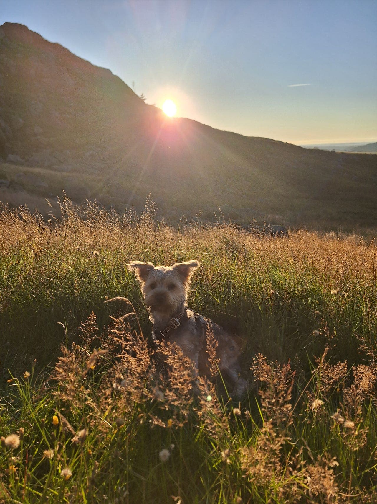 Yorkshire terrier 1,5 år
