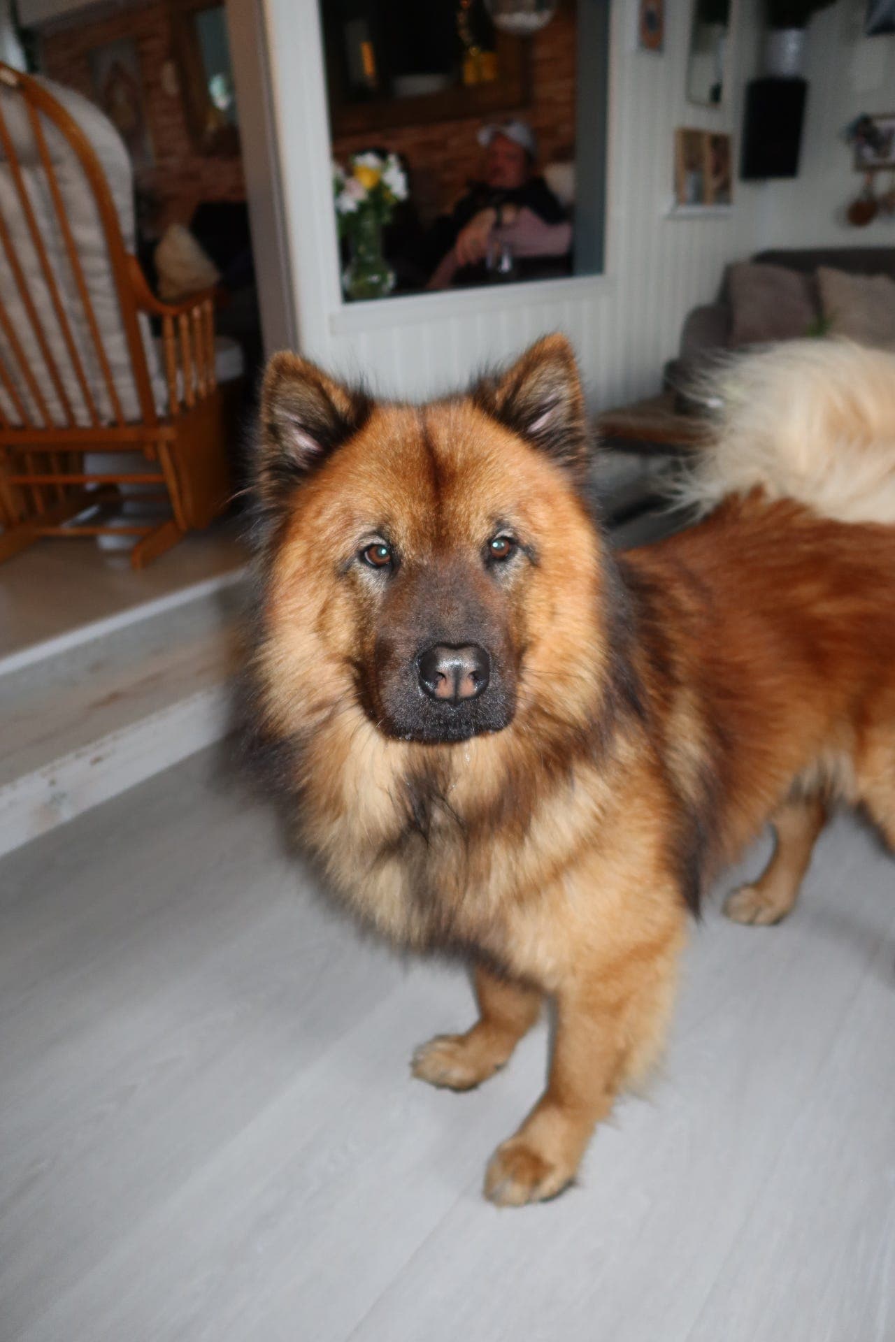 Nydelig Eurasier må dessverre omplasseres