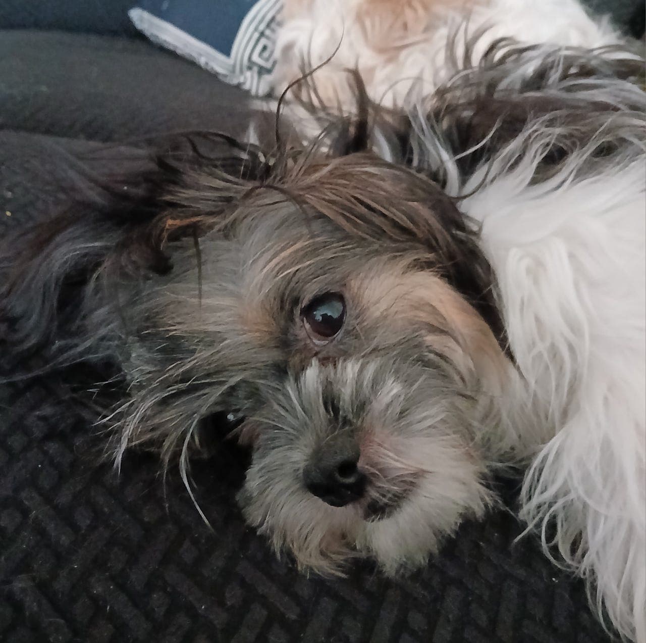 SHIH TZU / JENTEVALP