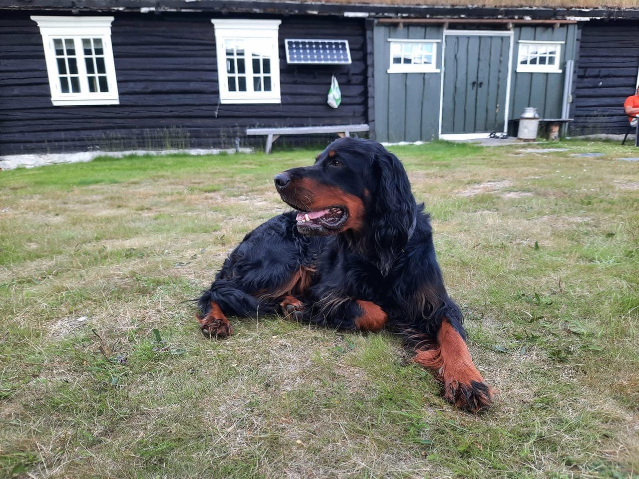 Gordonsetter valper.