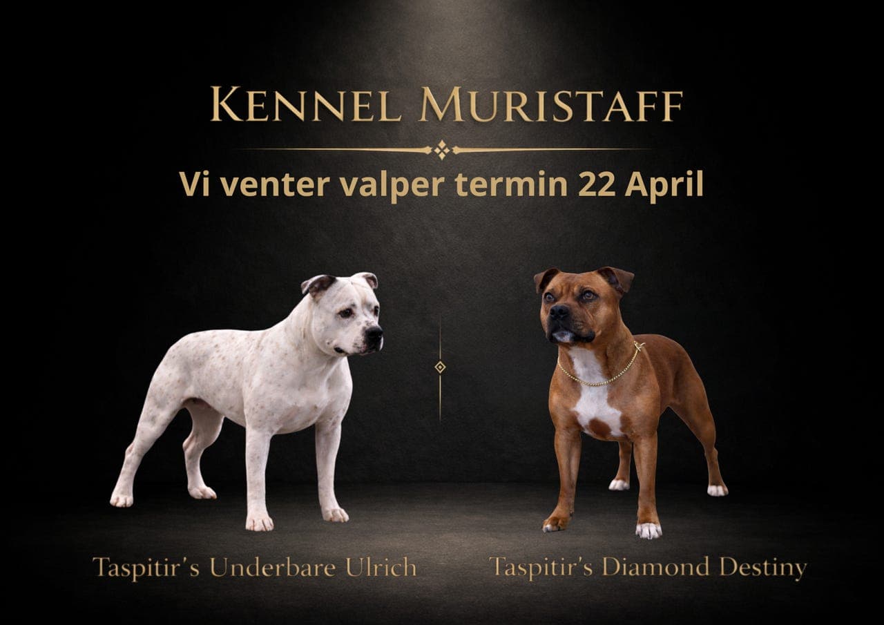 Staffordshire Bull Terrier valper, Leveringsklare i midten av Juni