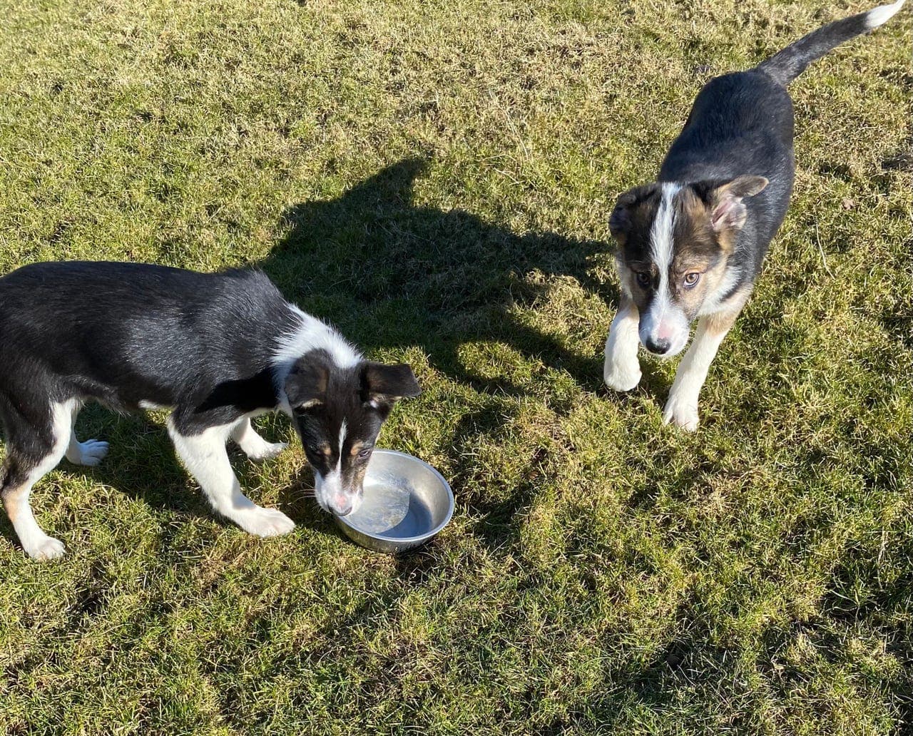 Border collie tisper