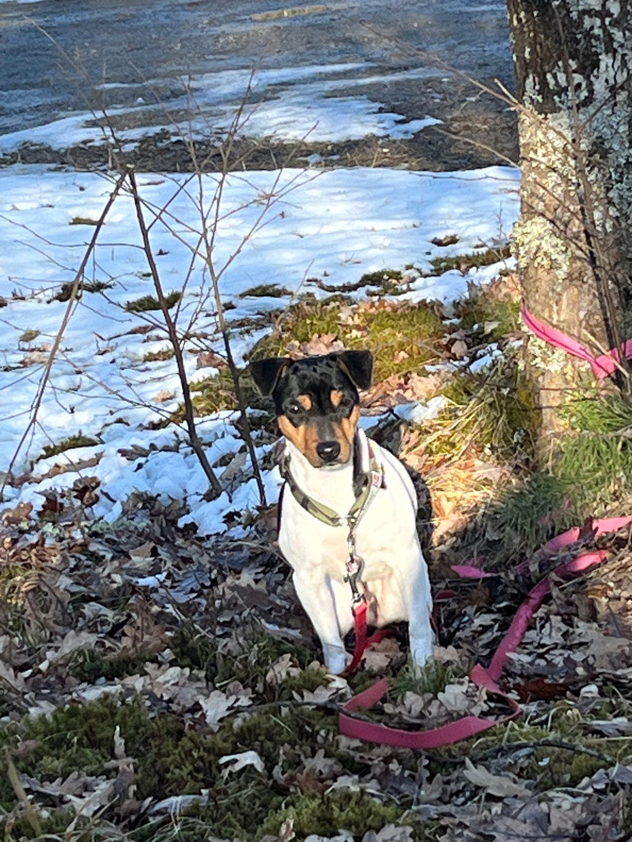 Terrier brasileiro tispe