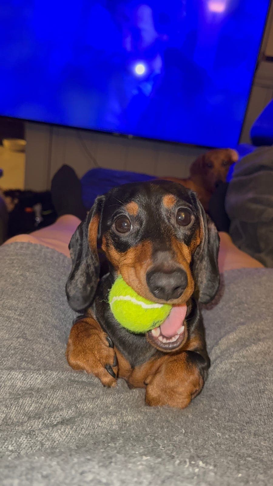 Valencia – liten kropp, stor personligheit selges til riktig heim