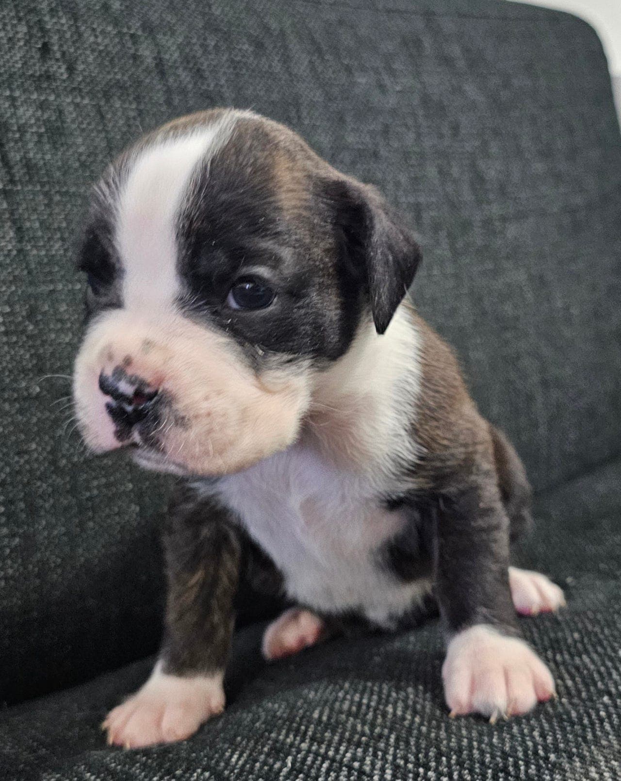 Søte boxer valper til salgs! Leveringsklare 1.Mai