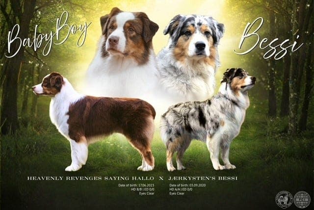 Australian shepherd valper ventes🐾