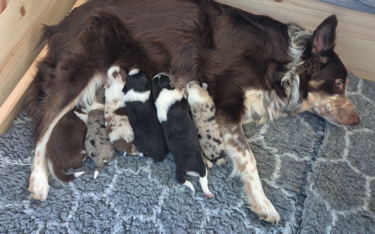 Bordercollie valper til salgs :)