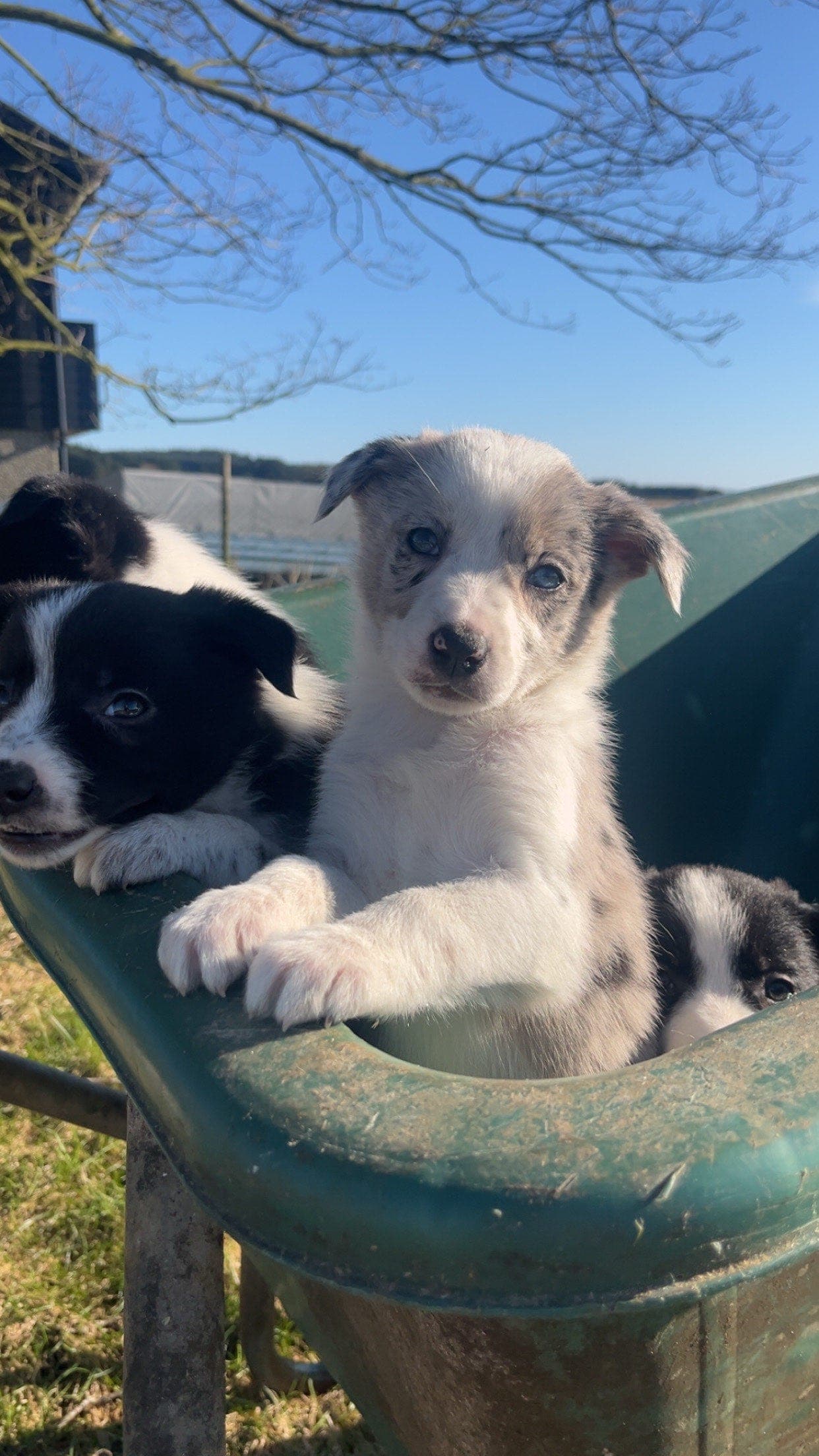 NKK registrerte Border Collie valper for salg.