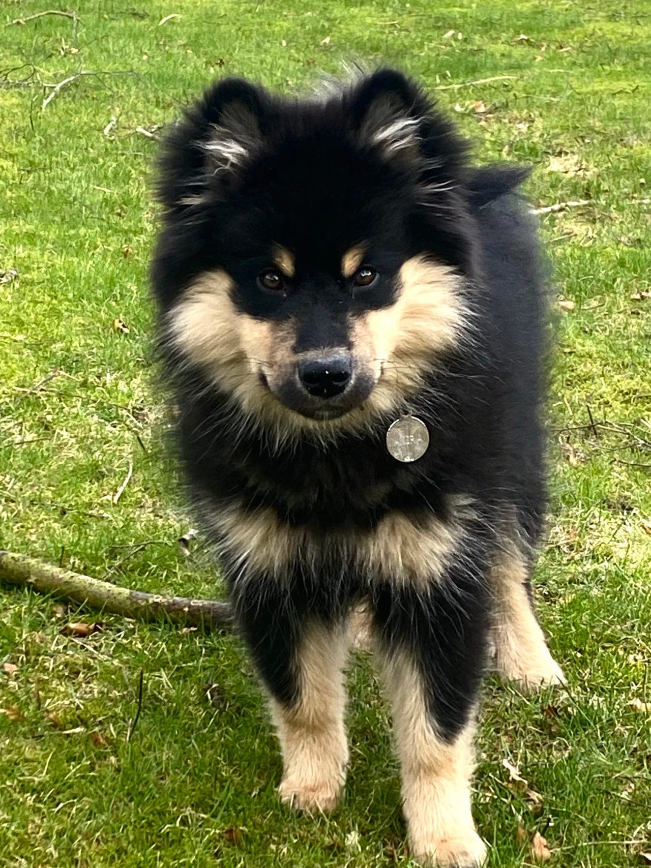 Forvert til Finsk lapphund Tispevalp