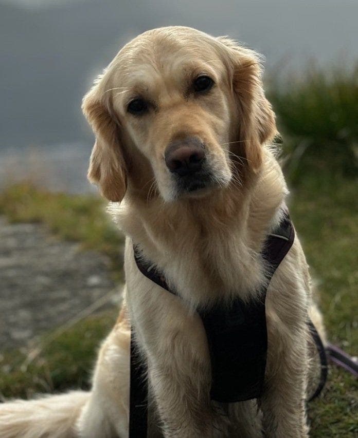 Nydelige golden retriever valper selges. Kan leveres Bergen- Bodø 19-20 juni