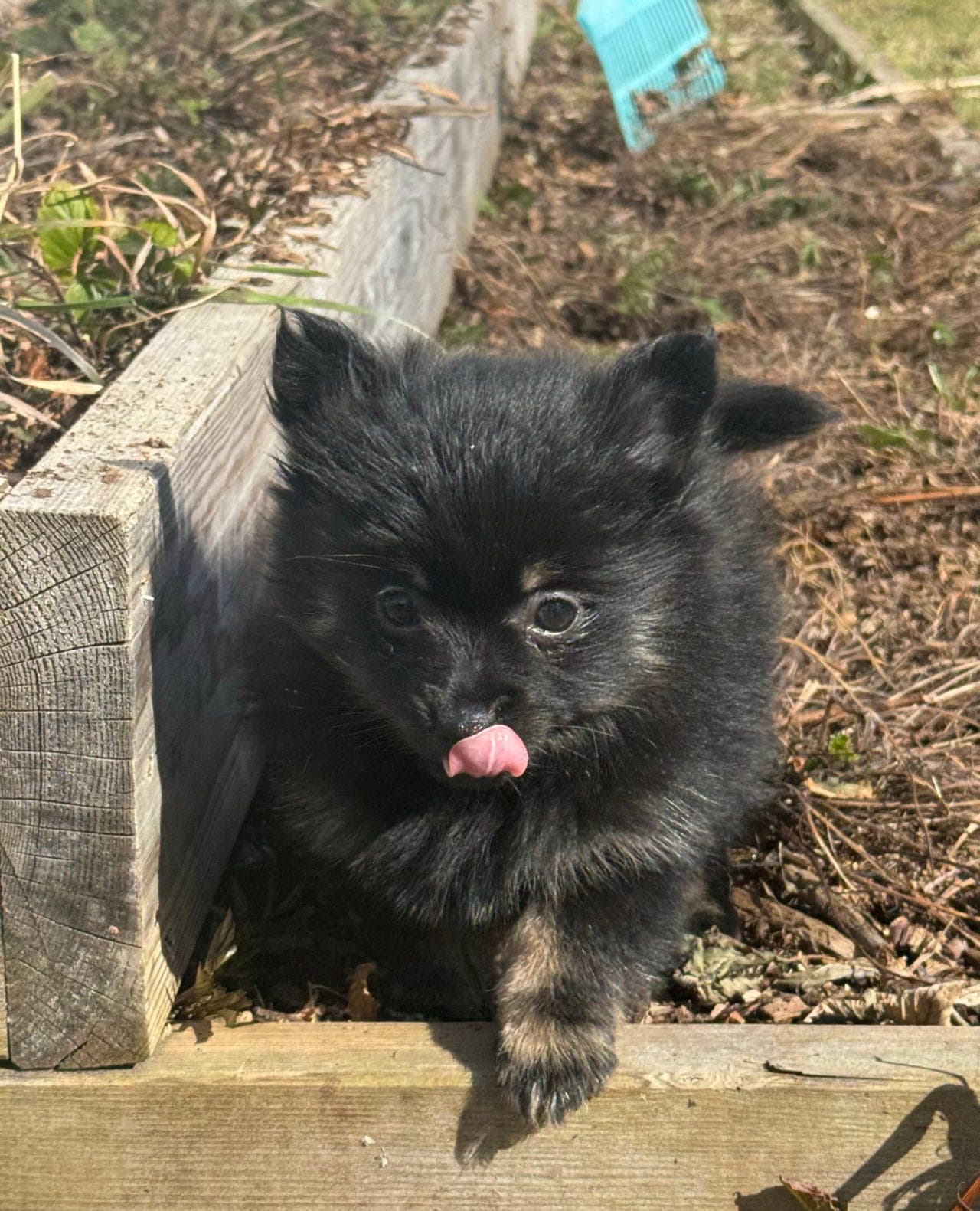 Leveringsklare søte pomeranian valper.