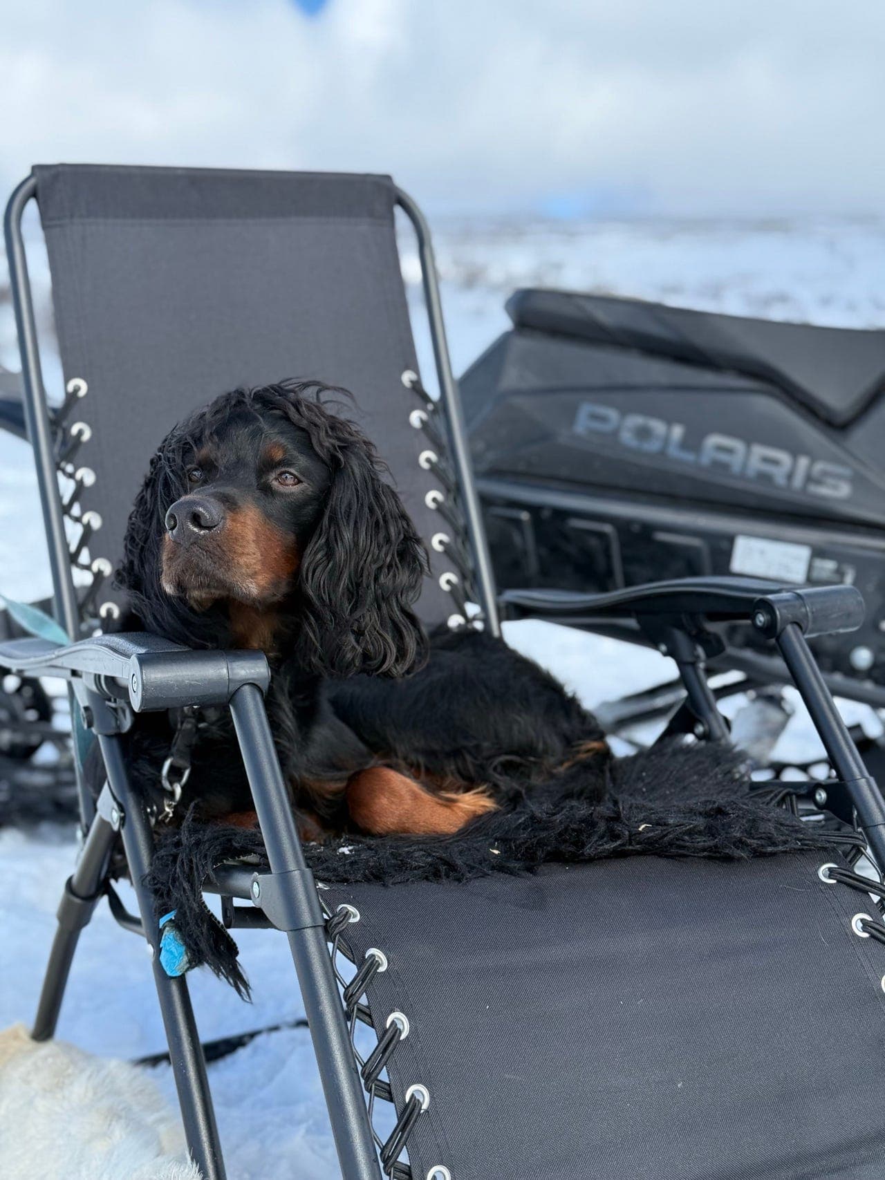 Gordonsetter hannhund (4år) søker nytt hjem