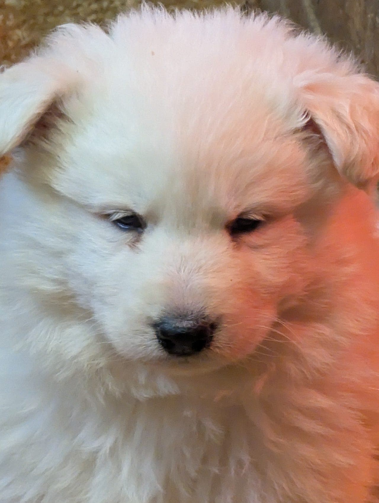 HVIT GJETERHUND TISPE