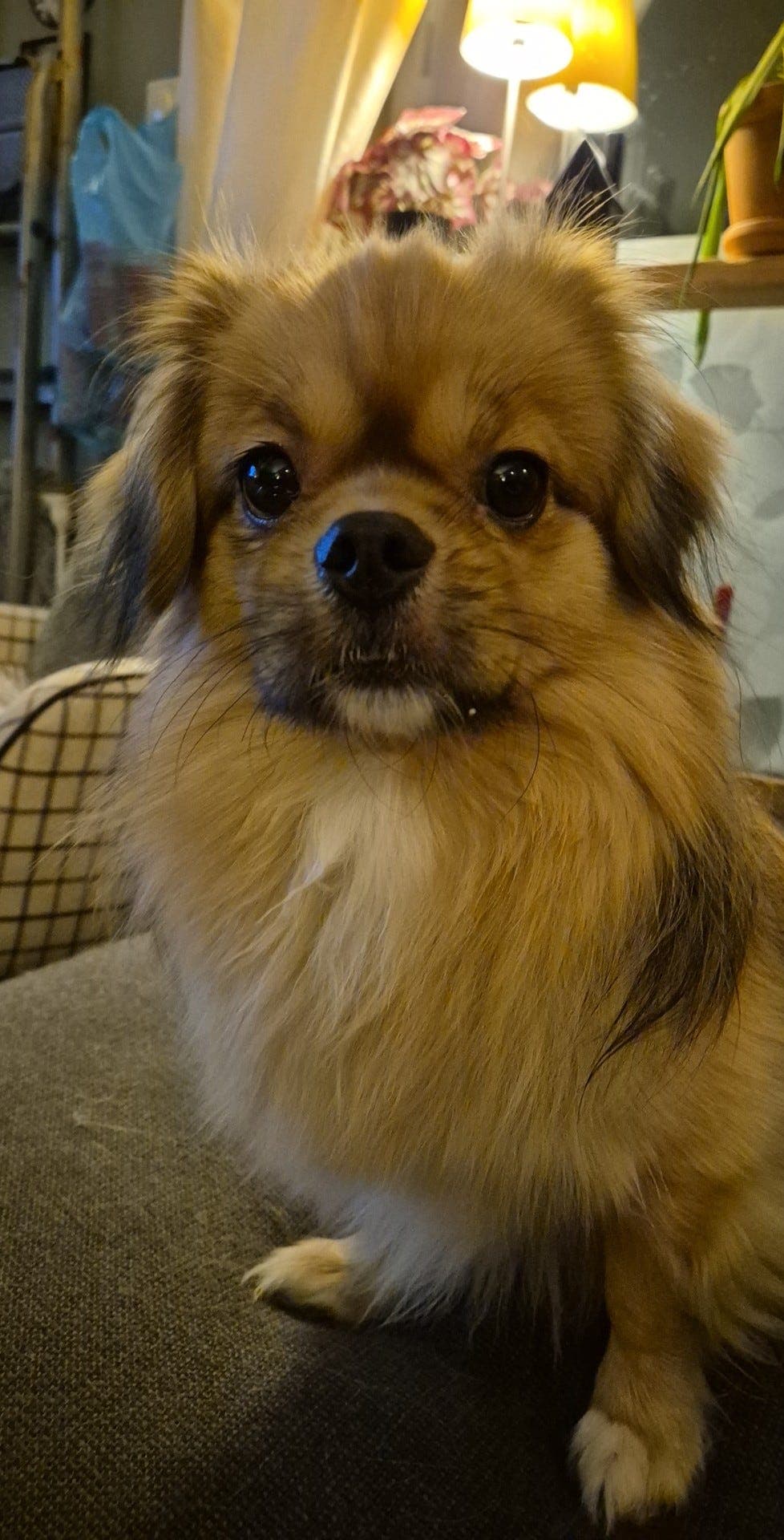 Forvert søkes til Tibetansk Spaniel