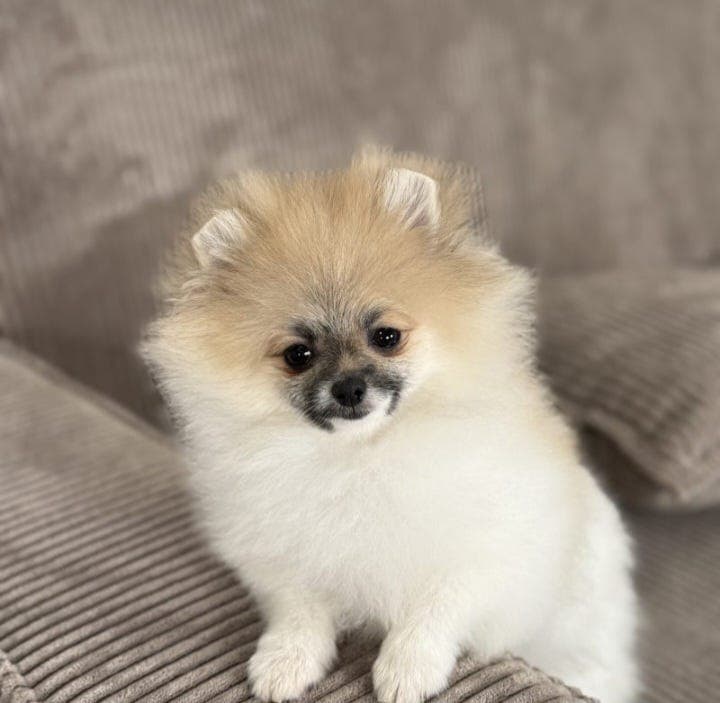 Sjarmerende Pomeranian-jente med god stamtavle!