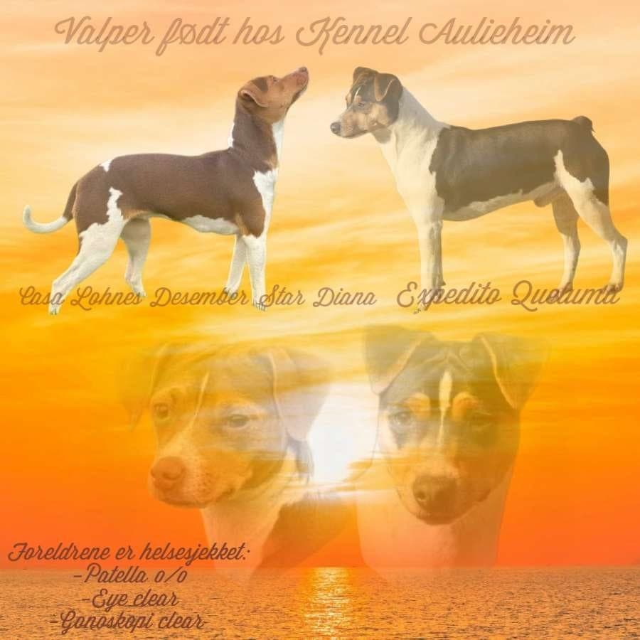 Terrier Brasileiro valper til salg