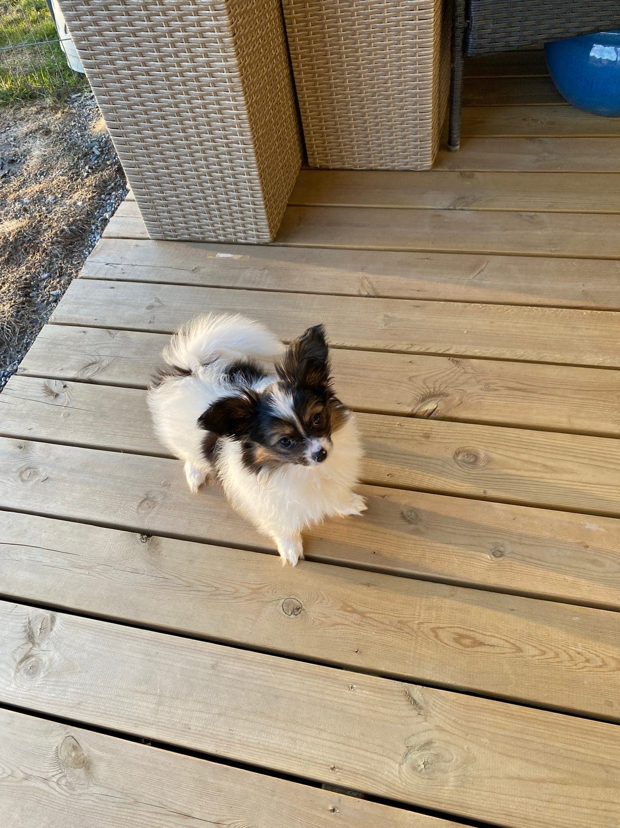 NKK registrert papillon hannvalp