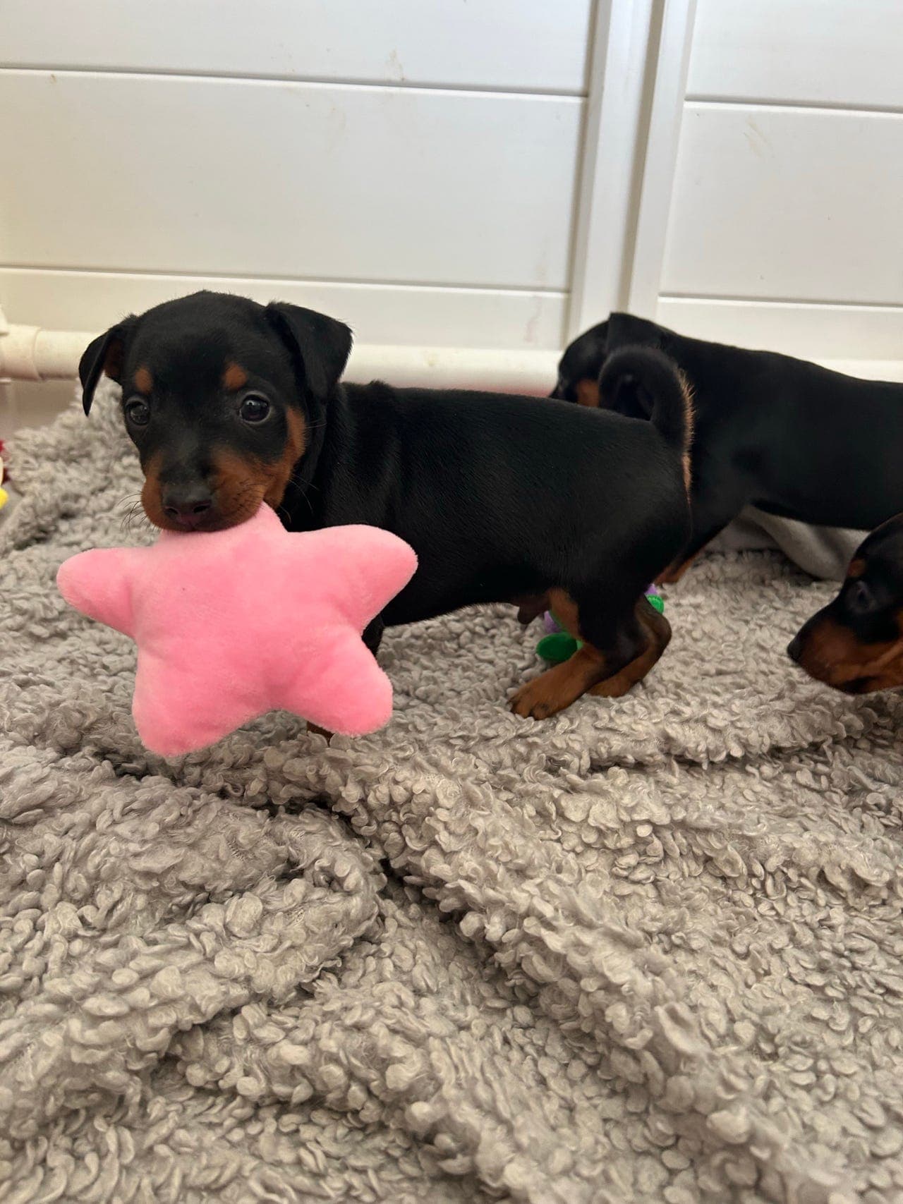 Nydelige dvergpinscher-valper søker sine egne mennesker ❤️