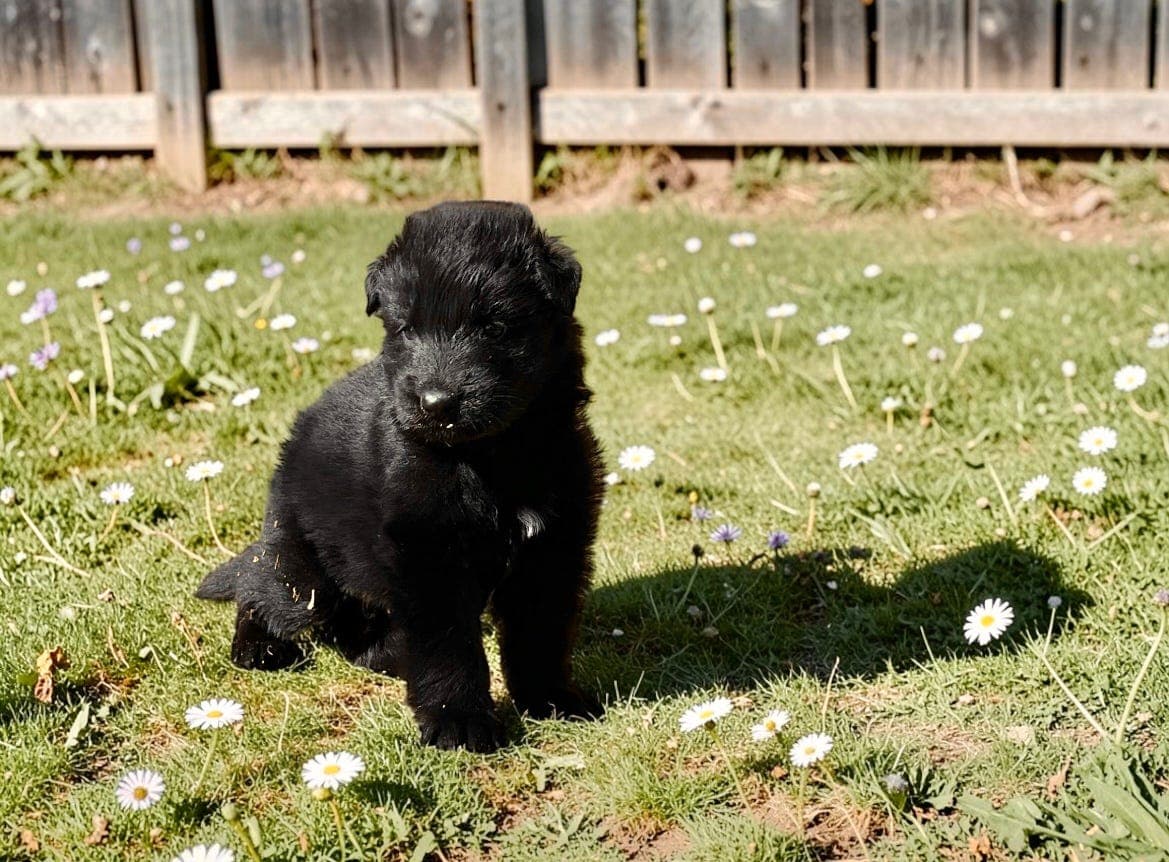 Svart langhåret schæfer hannvalp 🖤