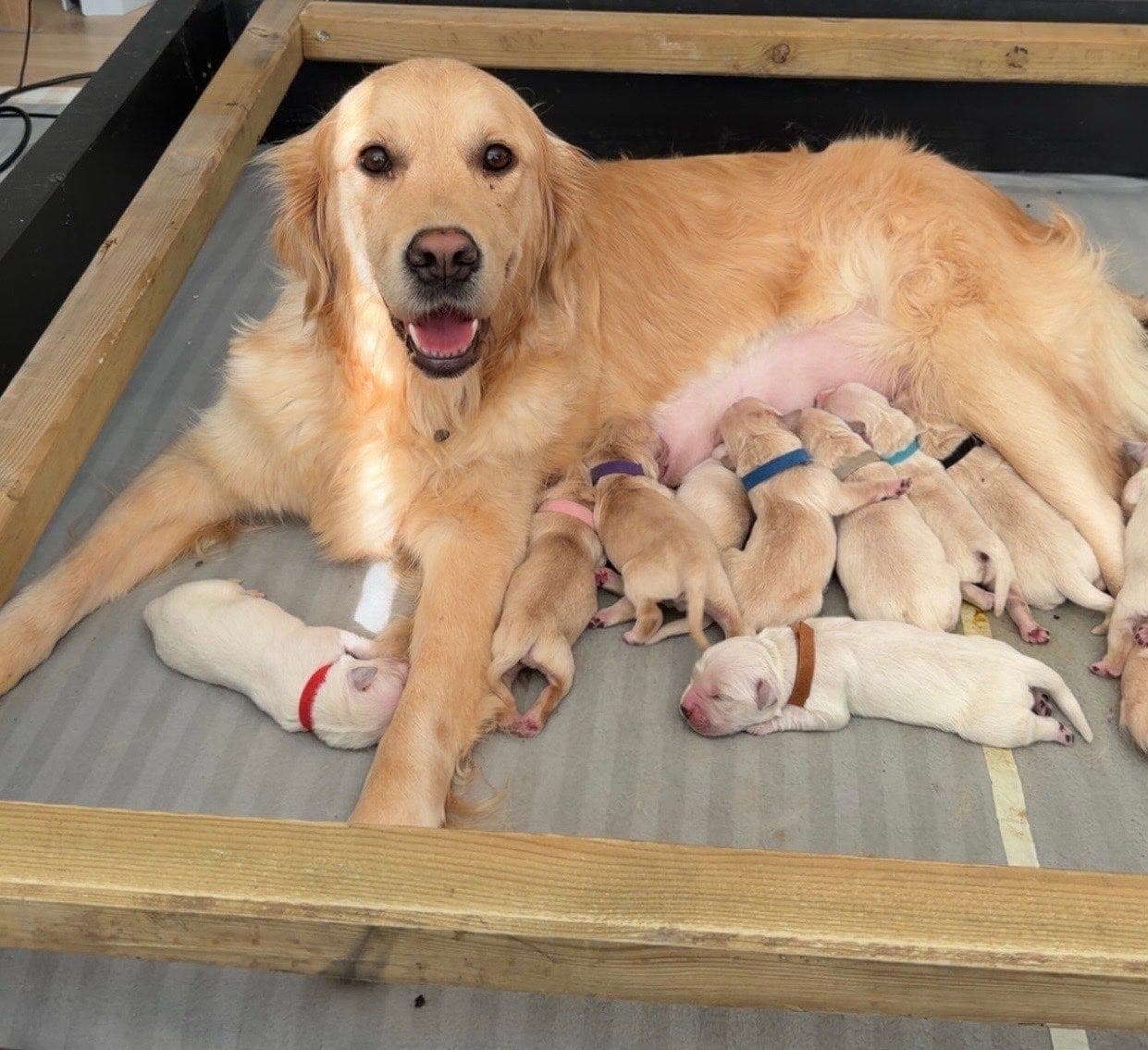 Golden retriver valper til salgs!