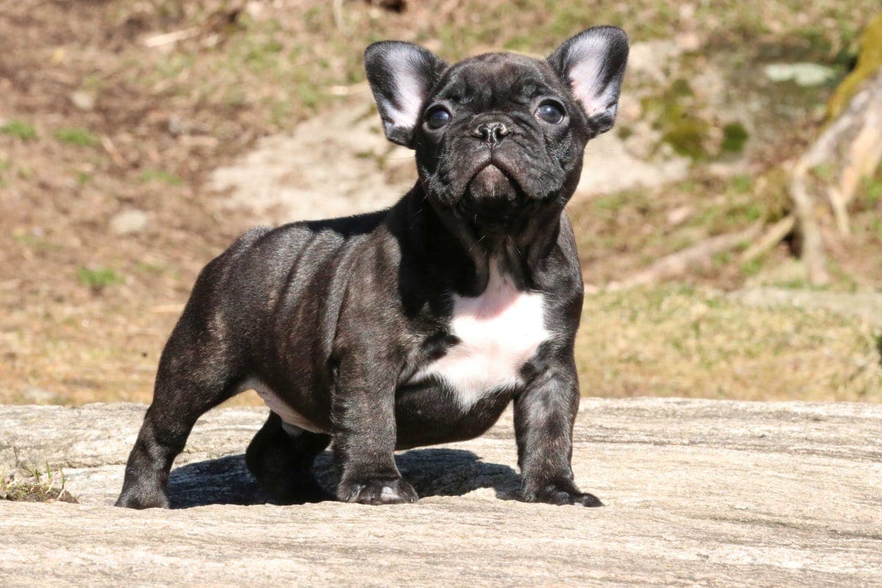 Fransk bulldogvalper - LEVERINGSKLARE!