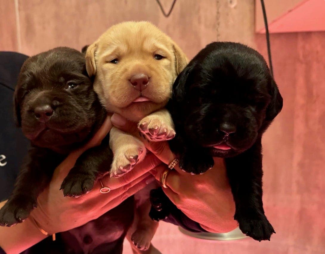 Labrador valper selges🐶