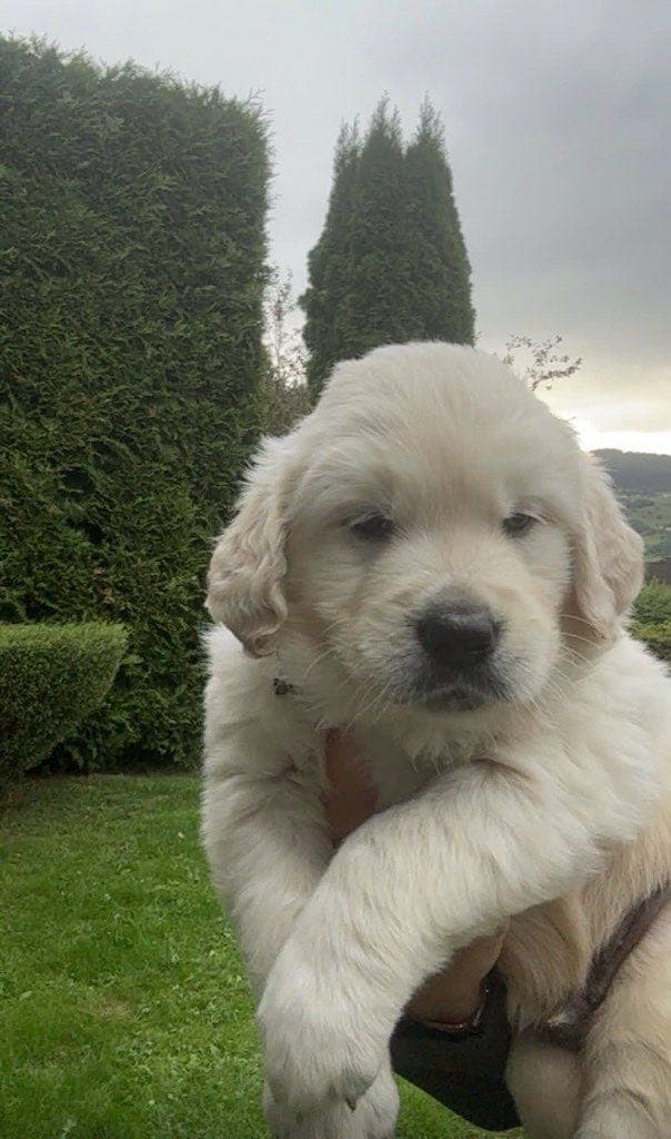 Golden retriver valper