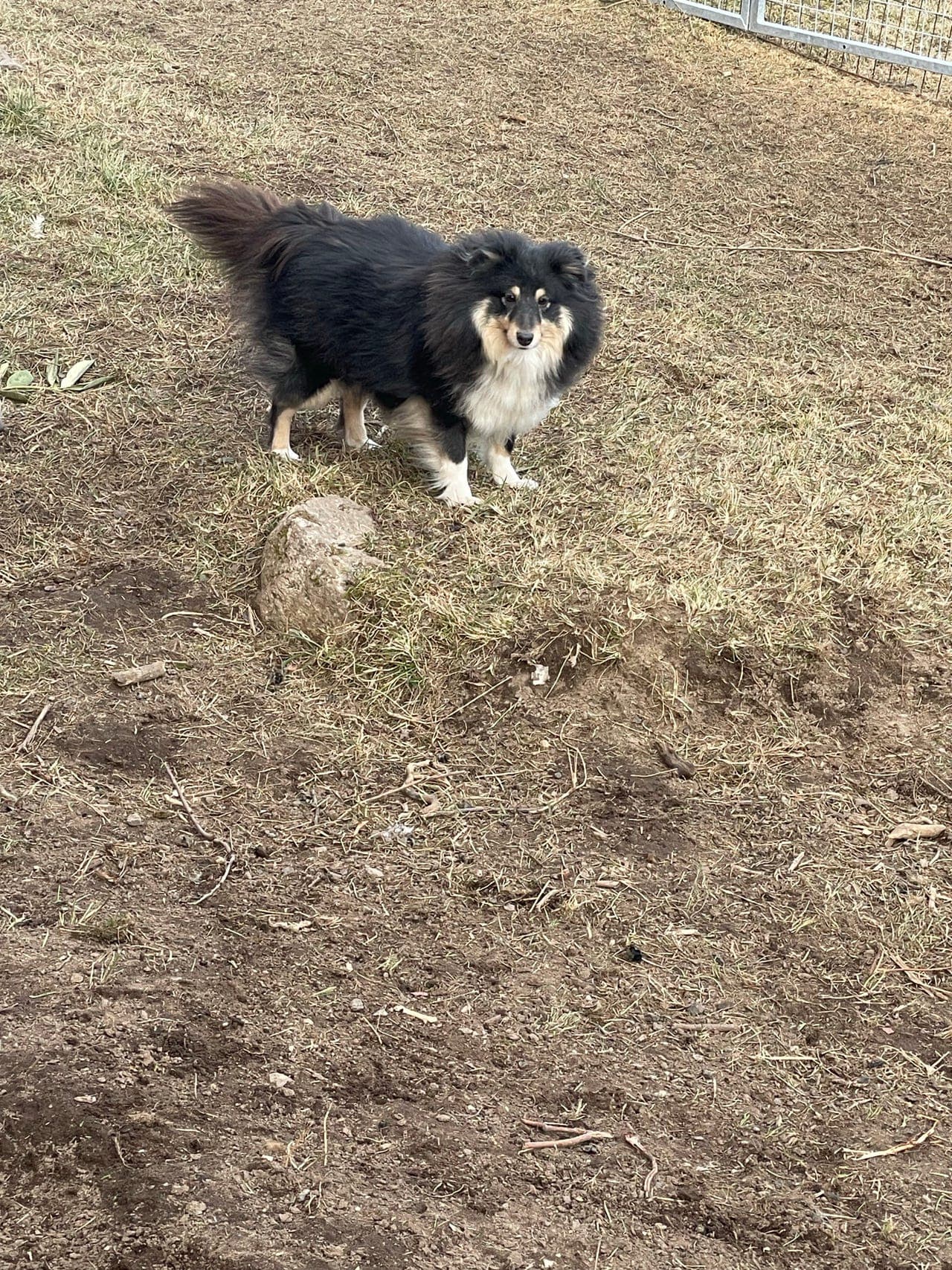 Shetland sheepdog