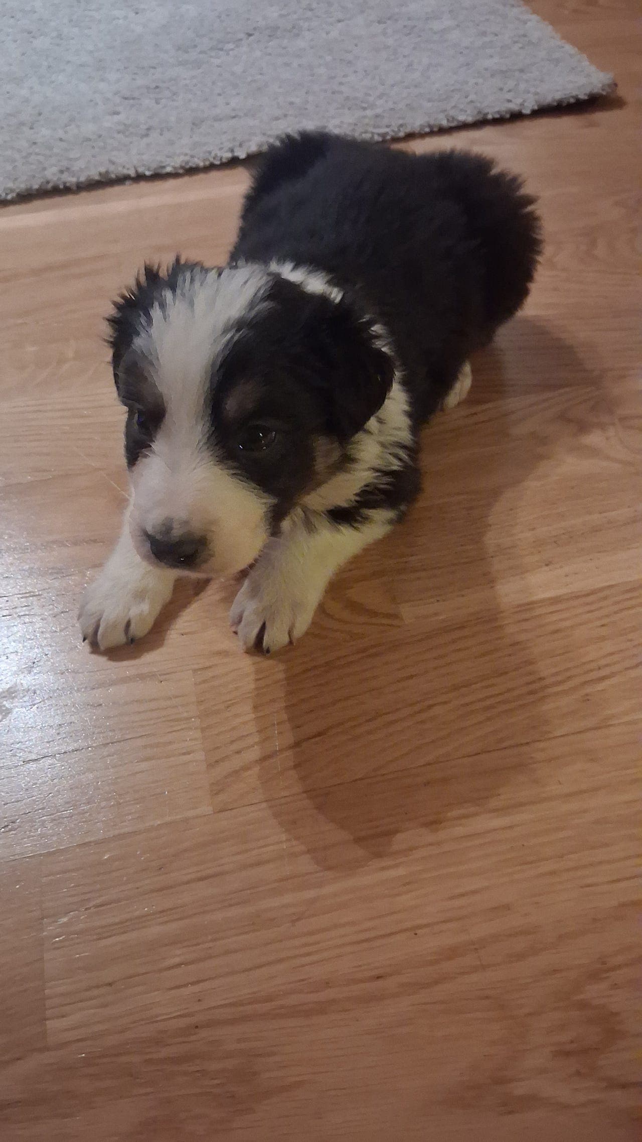 Langhåret hannvalp 3 farga